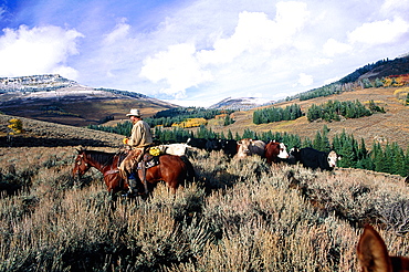 Usa, South West, Wyoming, Big Horn Mountains At End Of Fall, Cowboy Herding Cows