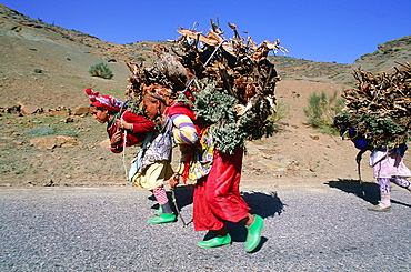 Morocco, South, Ouarzazate Region, Young Berber Girls Fetching Wood For Cooking