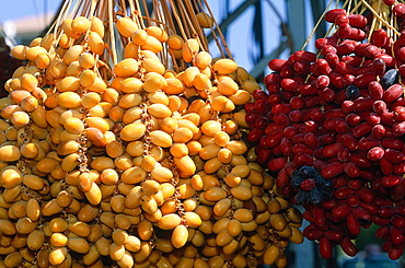 Syria, Palmyra Oasis, Freshly Harvested Dates Of Different Species In October