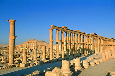 Syria, Palmyra Oasis, The Roman Ruins, Remnants Of The 1200m Colonnade Edging The Cardo (Main Road In The Roman City Center) 