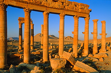 Syria, Palmyra Oasis, The Roman Ruins, Remnants Of The 1200m Colonnade Edging The Cardo (Main Road In The Roman City Center) 