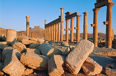 Syria, Palmyra Oasis, The Roman City Ruins, Remnants Of The 1200m Colonnade Edging The Cardo (Main Road In The Roman City Center) , In Foreground Collapsed Walls After Several Earthquakes, At Back The Arab Castle On Top Of A Hill