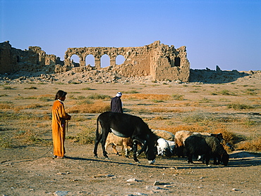 Syria, Syrian Desert, Near The Village Of Almansoura The Ruins Of The Roman Fortress Of Resafa Built In 256 Ad, Woman Herding Sheep