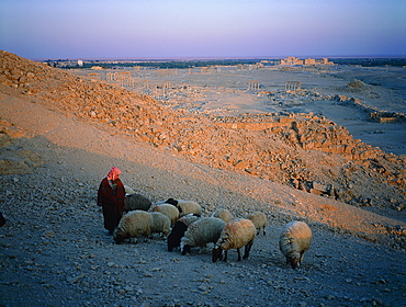 Syria, Palmyra Oasis, On A Hill A Young Bedouin Shepherd Take His Sheep For Grazing Rare Grass Between Stones