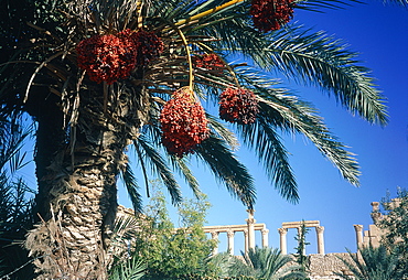 Syria, Palmyra Oasis, The Bel Temple In The Roman City Ruins, Dates Palms At Fore