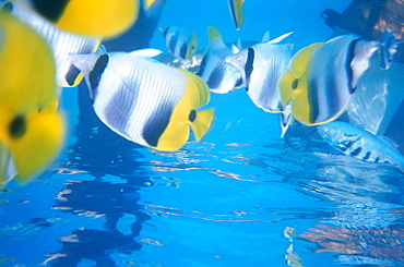 French Polynesia, Tuamotus Archipelago, Atoll Of Rangiroa, Lagoon Undermarine View Of Clown Fish