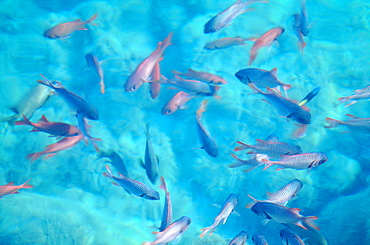 French Polynesia, Leeward Islands, Borabora And Lagoon, Small Lagoon Fishes