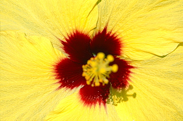 French Polynesia, Tropical Flowers, Yellow Hibiscus