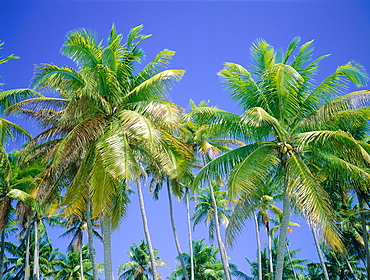 French Polynesia, Palms Against Blue Sky