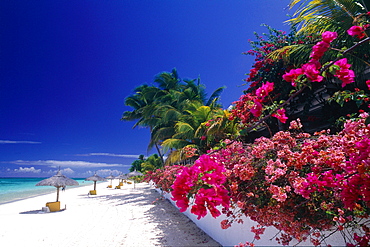 Mauritius Island, The Beach And Bougainvillea Flowers At Paradis Beach