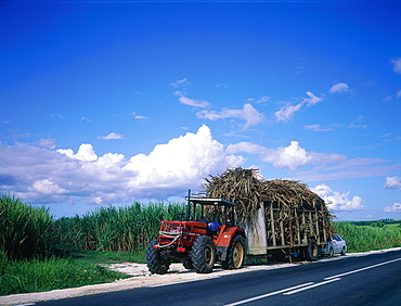 French West Indies, Guadeloupe, Farm Tractor And Trailer Loaded With Harvested Sugar Cane