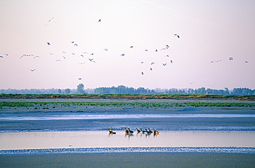 France, Normandy, Manche (50), Mont Saintmichel, Overview On The Mont St Michel Bay At Sunrise In Winter, Wild Ducks