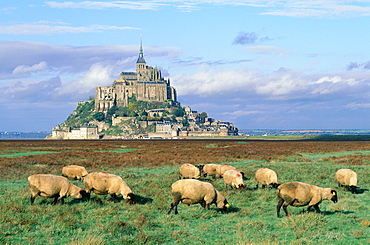 France, Normandy, Manche (50), Mont Saintmichel, Overview On The Mont St Michel And Sheep Pre Sale At Fore