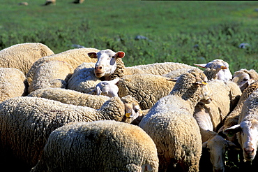 Spain, Andaloucia, Granada Vicinity, Sierra De La Virgen, Herd Of Sheep Keeping Close On Hot Day