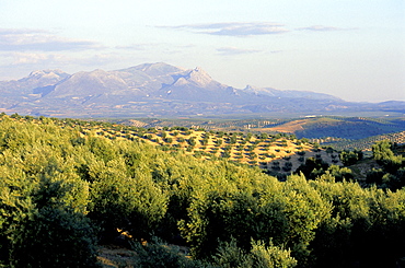 Spain, Andaloucia, Granada Vicinity, Landscape Of Olive Trees At Dusk