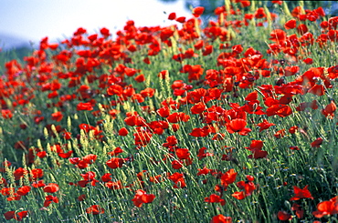 Spain, Andaloucia, Pueblos Blancos (White Villages) Road, Blossoming Red Poppies