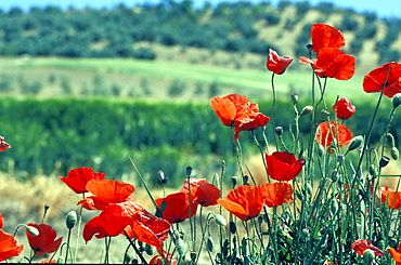 Spain, Andaloucia, Pueblos Blancos (White Villages) Road, Blossoming Red Poppies