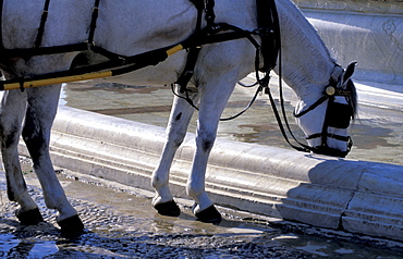 Spain, Andaloucia, Sevilla, Barouche Horse Drinking At Plaza De Espana Basin