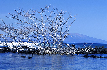 Ecuador, Galapagos Archipelago, Cruise On Board Of Ms Santa Cruz, Isabella Island, Urbina Bay