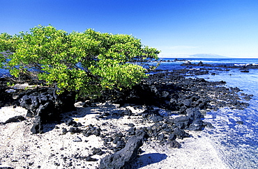 Ecuador, Galapagos Archipelago, Cruise On Board Of Ms Santa Cruz, Espanola Island, Punta Soares, 