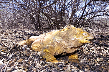 Ecuador, Galapagos Archipelago, Cruise On Board Of Ms Santa Cruz, Espanola Island, Punta Soares, 