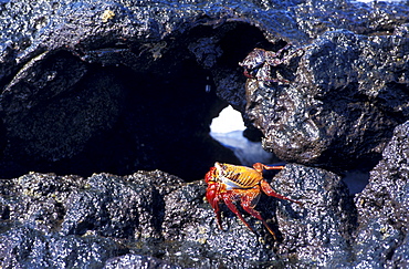 Ecuador, Galapagos Archipelago, Cruise On Board Of Ms Santa Cruz, Fernandina Island, Punta Espinoza, Zayapas Crabs On Lava Rocks At Seaside