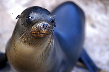 Ecuador, Galapagos Archipelago, Cruise On Board Of Ms Santa Cruz, Isabella Island, Tagus Cove, 