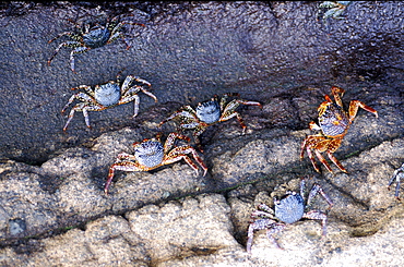 Ecuador, Galapagos Archipelago, Cruise On Board Of Ms Santa Cruz, Fernandina Island, Punta Espinoza, Zayapas Crabs On Lava Rocks At Seaside