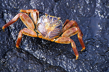 Ecuador, Galapagos Archipelago, Cruise On Board Of Ms Santa Cruz, Fernandina Island, Punta Espinoza, Zayapas Crabs On Lava Rocks At Seaside