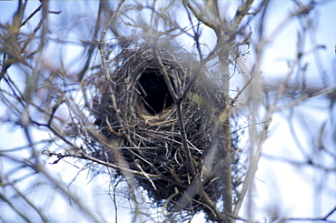 Ecuador, Galapagos Archipelago, Cruise On Board Of Ms Santa Cruz, Isabella Island, Tagus Cove, Finch Nest On A Palo Santo