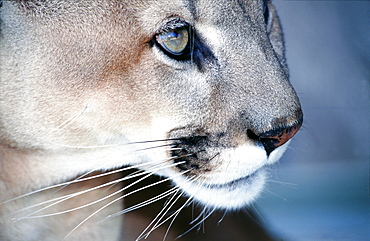 Florida panther, Everglades, Florida, USA, North America