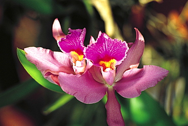 Purple orchid, Reunion Island, Indian Ocean