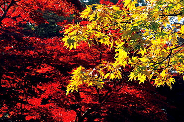 Maples leaves in autumn in a wood, Nikko, Japan, Asia