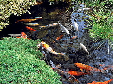 Pond with goldfish, Tokyo, Japan, Asia