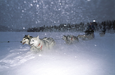 Dogs sleigh, Quebec, Canada, North America