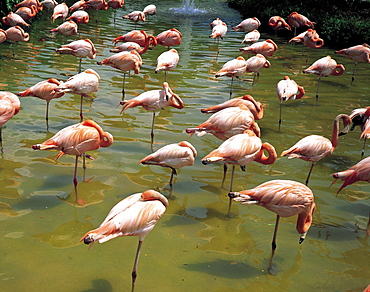 Floridian flamingoes, Everglades, Florida, USA, North America