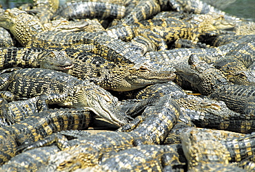 Young alligators, Gator Farm, Florida, USA, North America