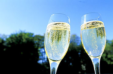 Two glasses of blanc de blancs (Chardonnay) champagne, Champagne Lanson cellars, Reims, Marne, Champagne, France, Europe