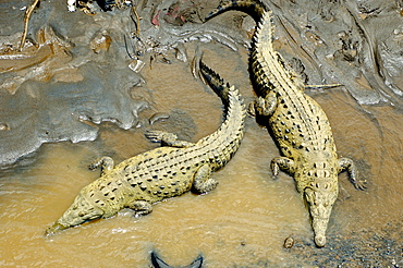 Crocodiles in the river Parrita, Costa Rica, Central America