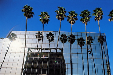 Los Angeles, California, Usa Hollywood Bd, Palms Reflecting On Glass