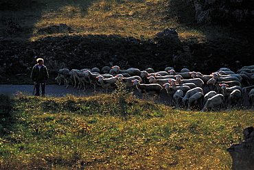 France, Aveyron, Roquefort Area, Les Rives, Herd Of Sheep