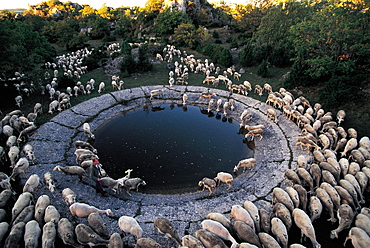 France, Aveyron, Sheep Drinking At A Lavogne