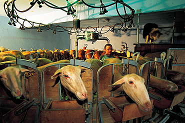 France, Aveyron, Roquefort Arera, Milking Of Ewes