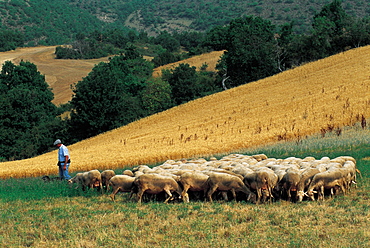 France, Aveyron, Roquefort Area, Les Rives, Herd Of Sheep