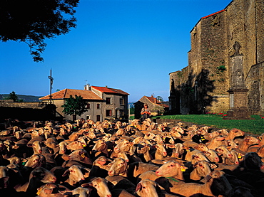 France, Aveyron, St Jean D'alcas, Herd Of Sheep Lacaune