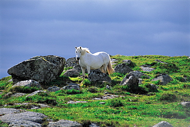 Ireland, Connemara, White Horse In The Distance