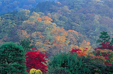 Japan, Nikko, The Forest At Fall