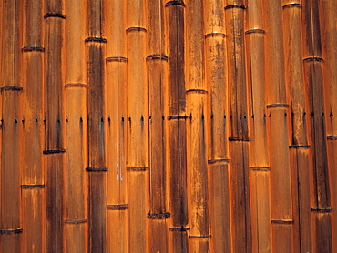 Japan, Kyoto, Bamboos Wall