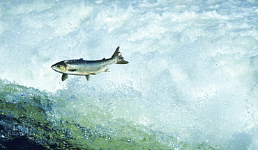 Ireland, Salmon Jumping In Galway River