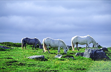 Ireland, Connemara, White Horses